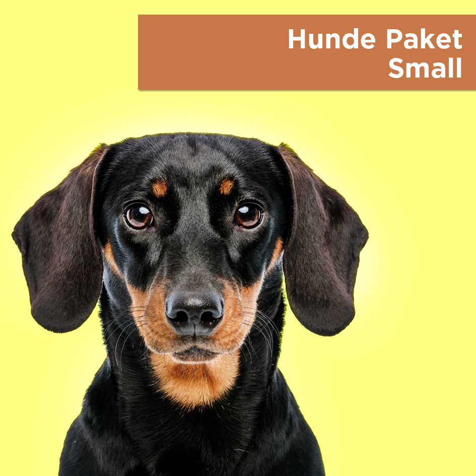 Hunde Deko Paket Small - Schatzsuche Kindergeburtstag